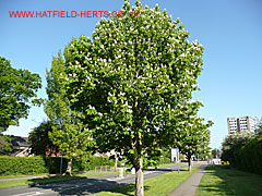 Horse-chestnut tree - in bloom on the road near the town centre