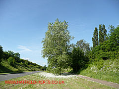 Poplar or Aspen - its base covered by what looks like snow but actually its cottonwool-like seeds