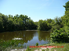 One of the ponds at New Barnfield