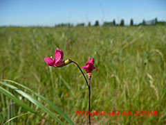 A red wild flower blooming in the field